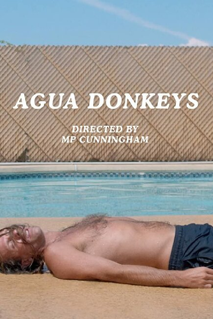 Agua Donkeys