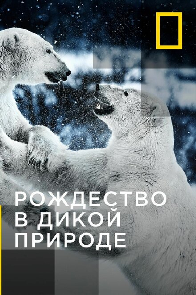 Рождество в дикой природе
