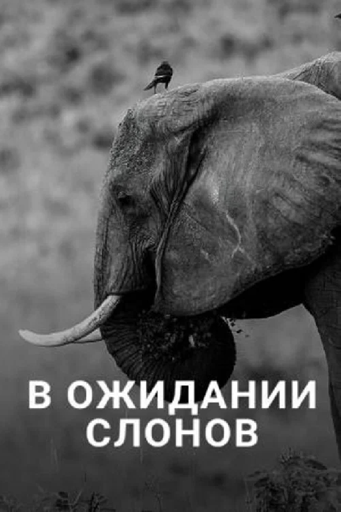 В ожидании слонов