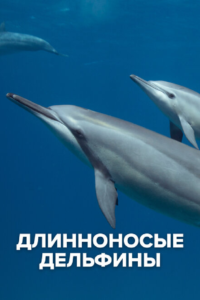 Длинноносые дельфины