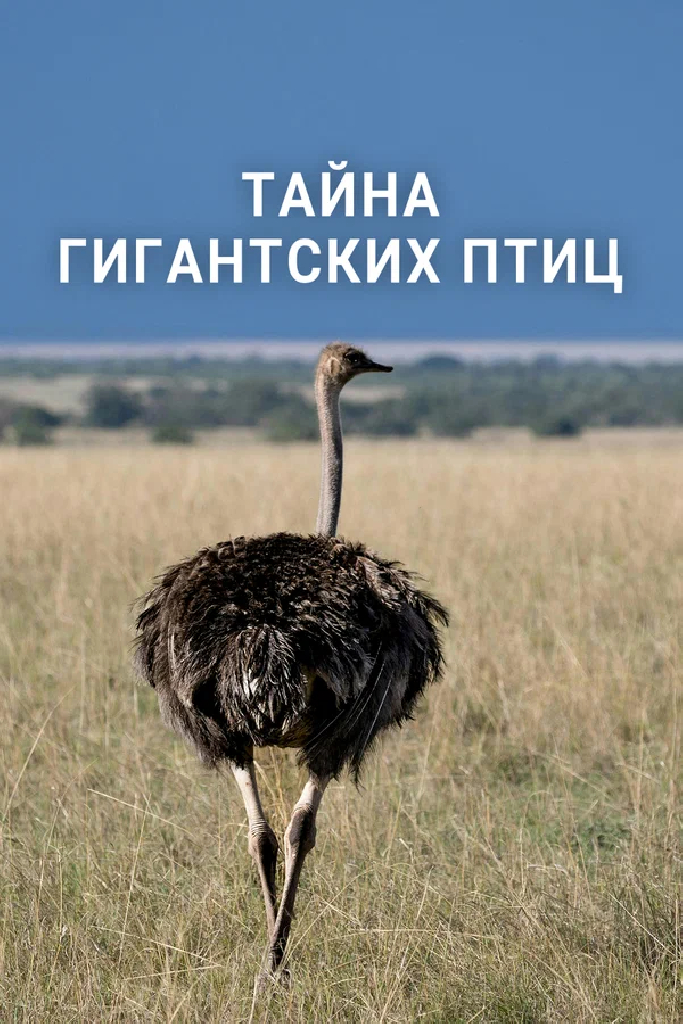 Тайна гигантских птиц