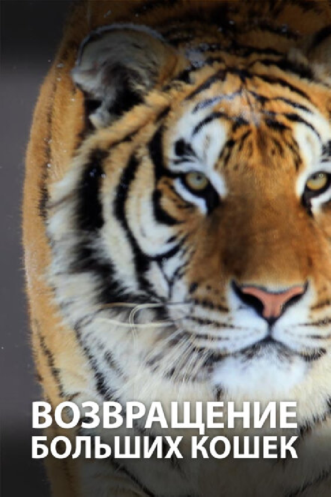 Возвращение больших кошек
