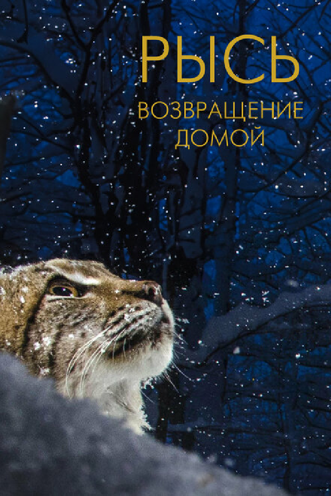 Рысь. Возвращение домой