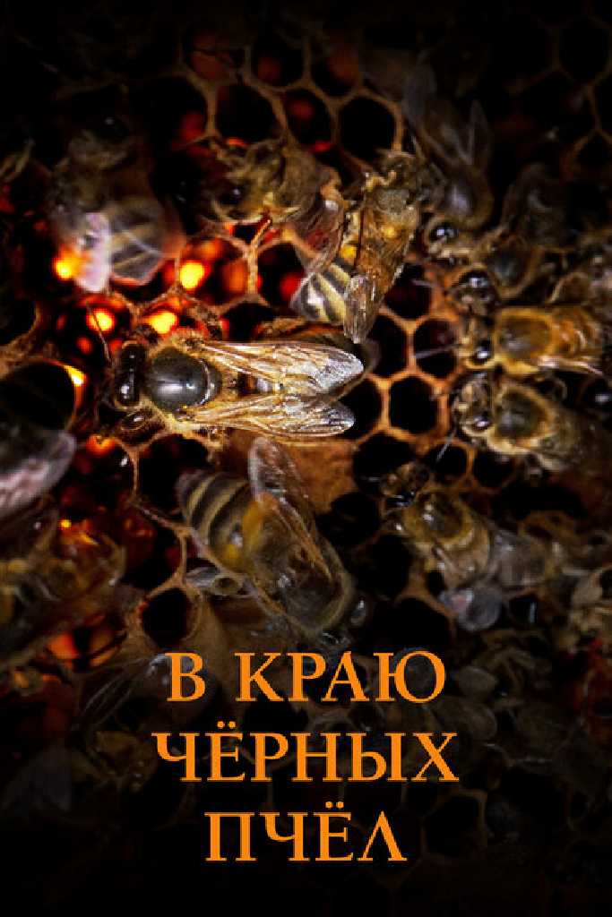 В краю чёрных пчёл