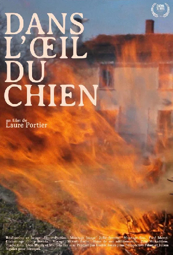 Dans l'oeil du chien