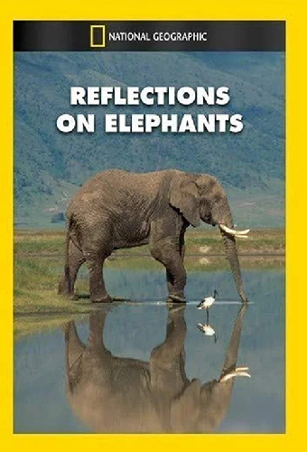 Reflections on Elephants