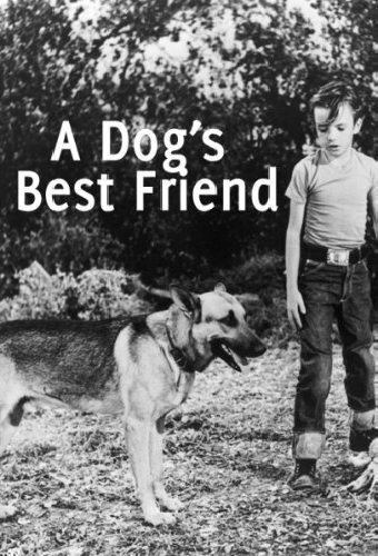 A Dog's Best Friend