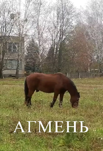 Агмень
