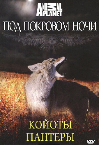 Под покровом ночи