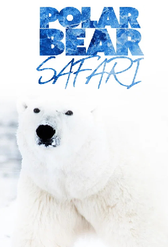 Polar Bear Safari