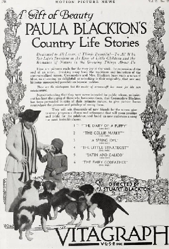 The Collie Market