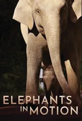 Elephants in Motion: Tales of LIfe Transformation