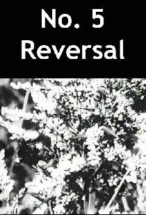 No. 5 Reversal