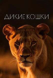 Постер «Дикие кошки»