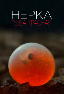 Нерка. Рыба красная