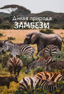 Дикая природа Замбези