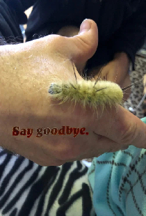 Say Goodbye