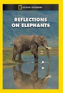 Reflections on Elephants