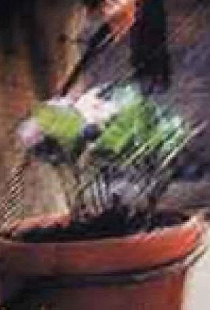 La maceta