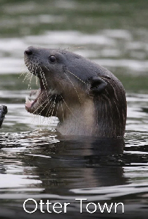 Otter Town