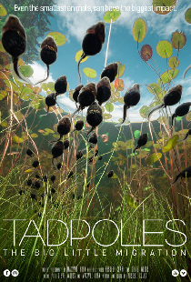 Tadpoles: The Big Little Migration