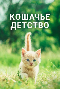 Кошачье детство