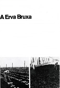 A Erva Bruxa