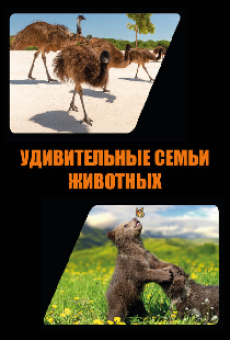 Удивительные семьи животных
