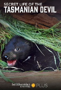 Secret Life Of The Tasmanian Devil