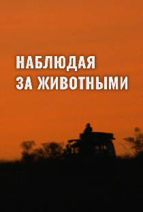 Постер «Наблюдая за животными»