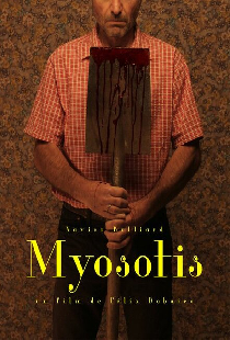 Myosotis