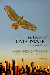The Legend of Pale Male