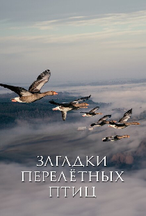 Загадки перелётных птиц