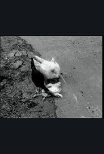 The Delmarva Chicken of Tomorrow