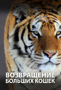 Возвращение больших кошек