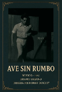 Ave sin rumbo