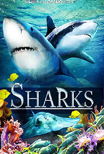 Sharks (in 3D)