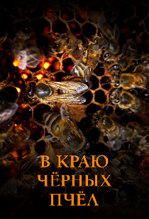 В краю чёрных пчёл