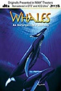 Whales: An Unforgettable Journey