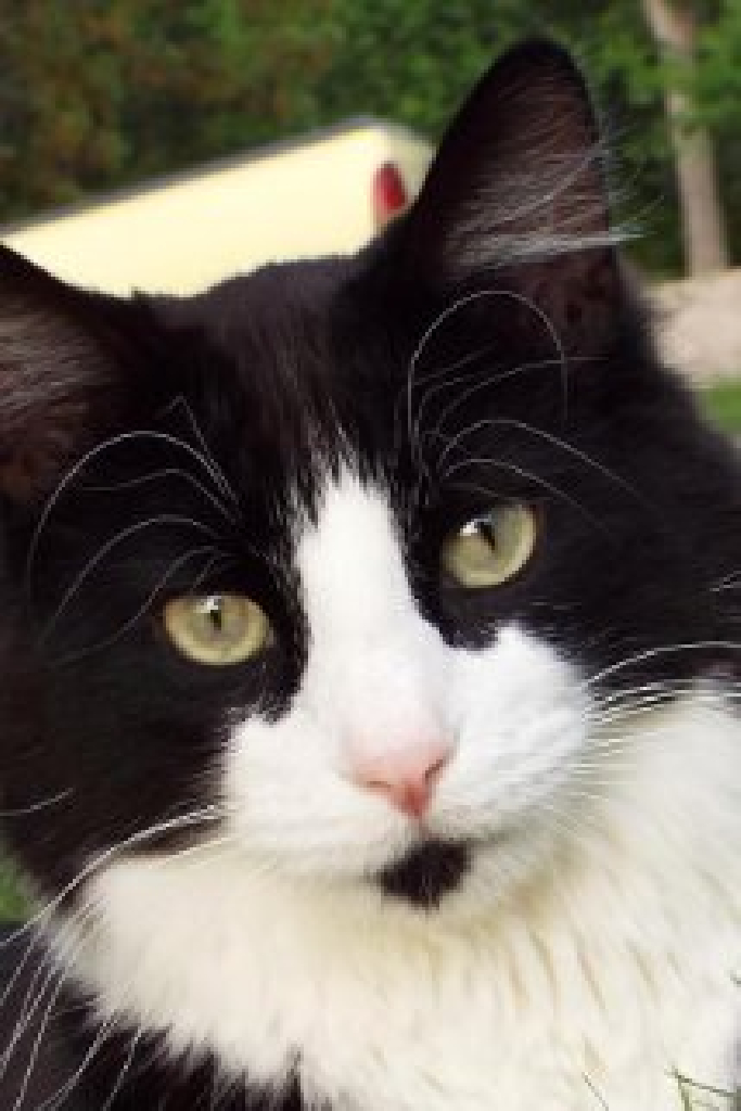 Sylvester Squeaky Randal