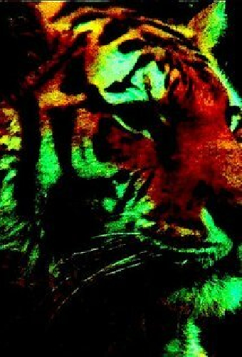 MacroTiger